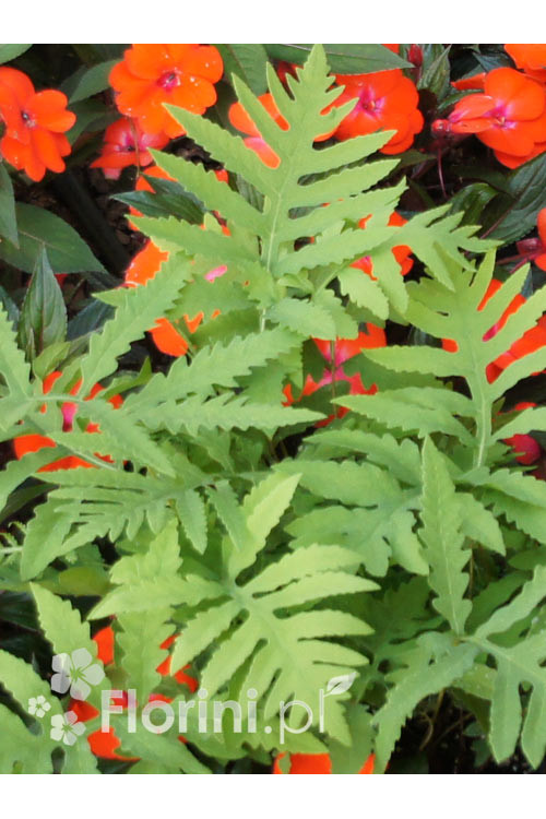 Onoklea wrażliwa | Onoclea sensibilis