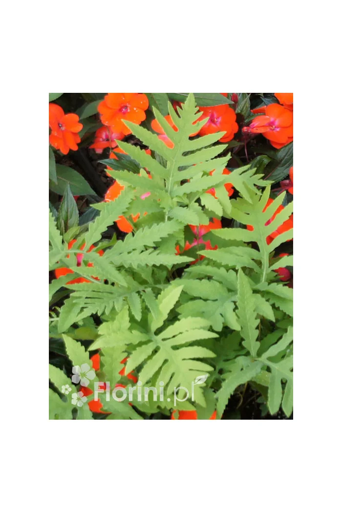 Onoklea wrażliwa | Onoclea sensibilis