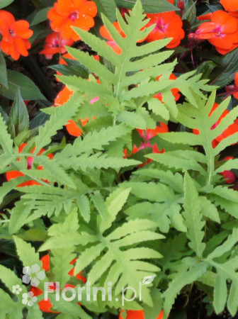 Onoklea wrażliwa | Onoclea sensibilis