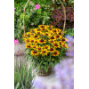 Rudbekia 'Flamenco SmileyZ Sunbeam' | Rudbeckia