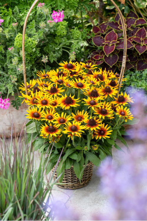Rudbekia 'Flamenco SmileyZ Sunbeam' | Rudbeckia