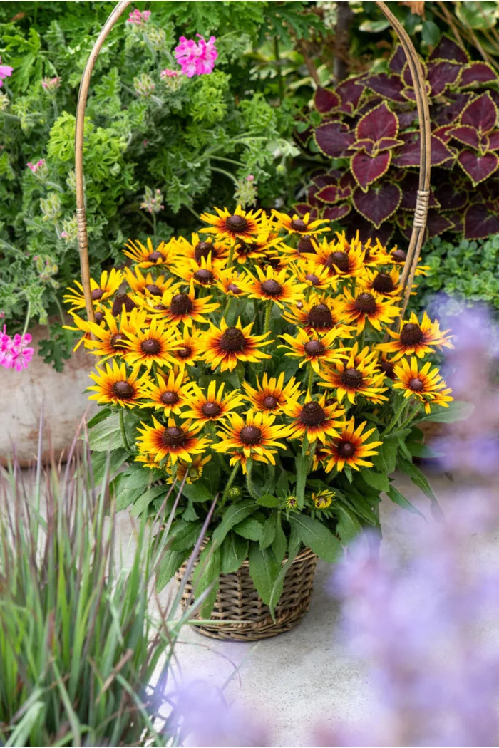 Rudbekia 'Flamenco SmileyZ Sunbeam' | Rudbeckia