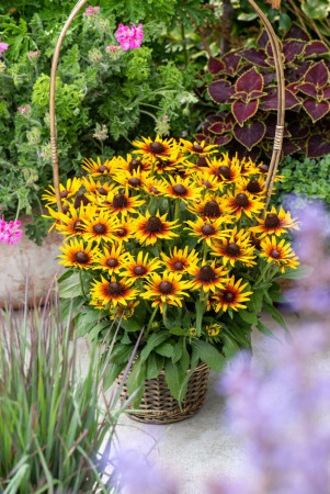 Rudbekia 'Flamenco SmileyZ Sunbeam' | Rudbeckia