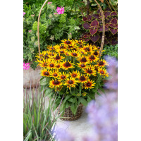 Rudbekia 'Flamenco SmileyZ Sunbeam' | Rudbeckia