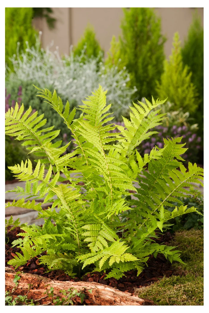 Pióropusznik strusi | Matteuccia struthiopteris