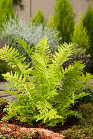 Pióropusznik strusi | Matteuccia struthiopteris