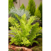 Pióropusznik strusi | Matteuccia struthiopteris