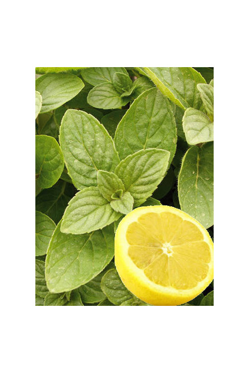 Mięta 'Hillary's Sweet Lemon' | Mentha species