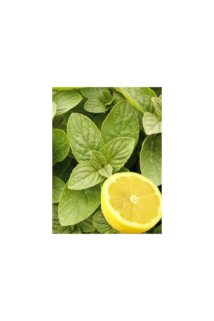 Mięta 'Hillary's Sweet Lemon' | Mentha species