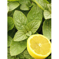 Mięta 'Hillary's Sweet Lemon' | Mentha species