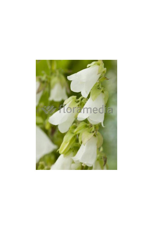 Zrostka Symphyandra pendula