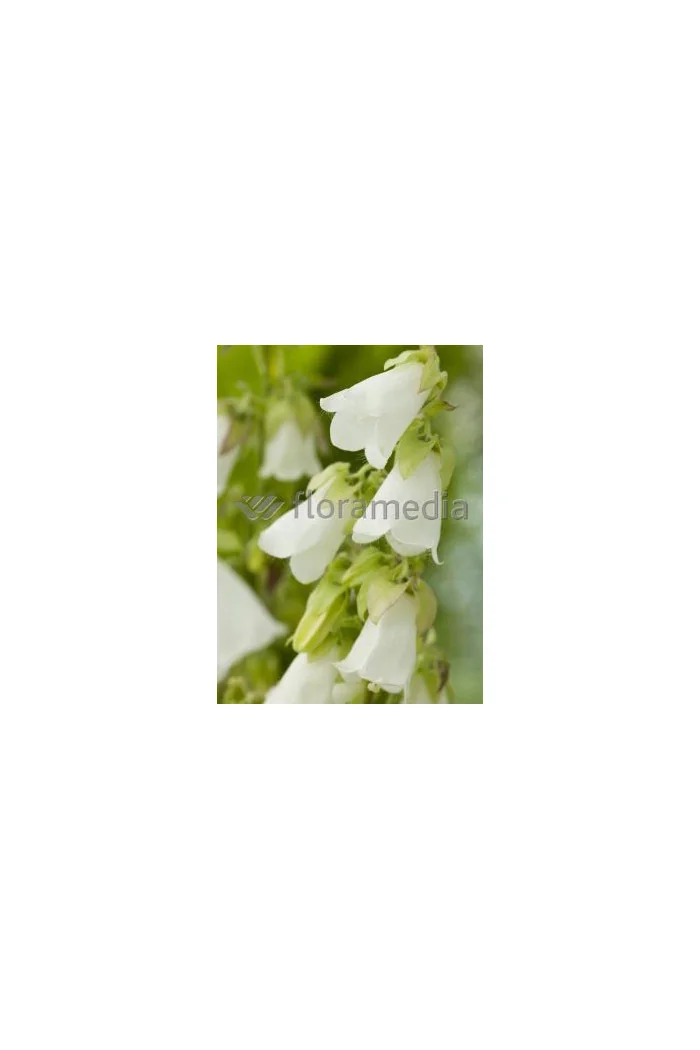 Zrostka Symphyandra pendula