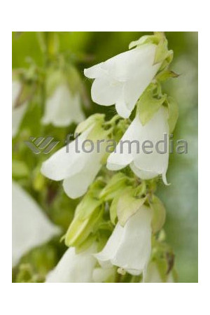 Zrostka Symphyandra pendula