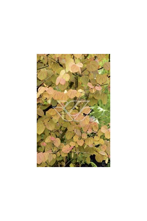 Grujecznik japoński Cercidiphyllum japonicum