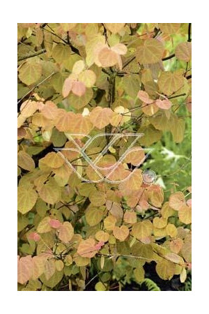 Grujecznik japoński Cercidiphyllum japonicum