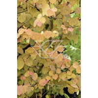 Grujecznik japoński Cercidiphyllum japonicum