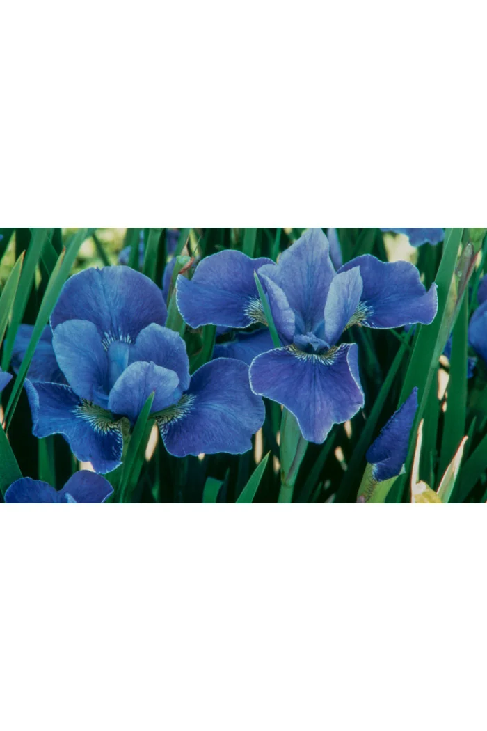 Kosaciec (Irys) syberyjski 'Silver Edge' | Iris sibirica