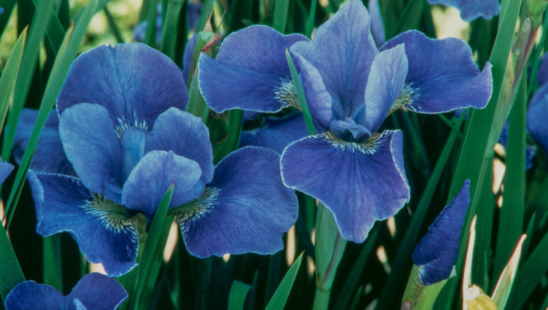 Kosaciec (Irys) syberyjski 'Silver Edge' | Iris sibirica