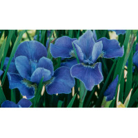 Kosaciec (Irys) syberyjski 'Silver Edge' | Iris sibirica