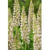 Łubin niski 'Gallery White' | Lupinus nanus russell