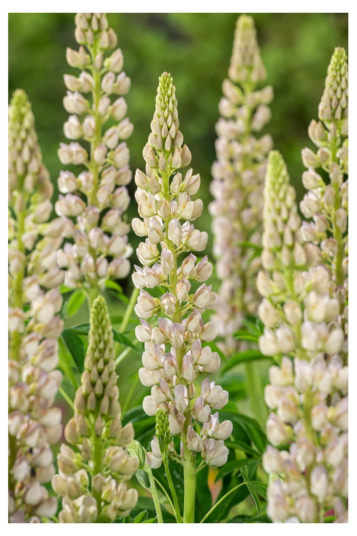 Łubin niski 'Gallery White' | Lupinus nanus russell
