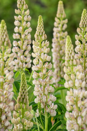 Łubin niski 'Gallery White' | Lupinus nanus russell