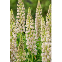 Łubin niski 'Gallery White' | Lupinus nanus russell