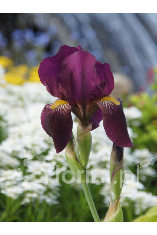 Kosaciec (Irys) bródkowy 'Red Orchid' Iris barbata