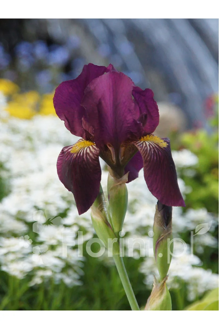 Kosaciec (Irys) bródkowy 'Red Orchid' Iris barbata