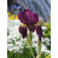 Kosaciec (Irys) bródkowy 'Red Orchid' Iris barbata