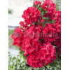Rododendron 'Andantino' Rhododendron