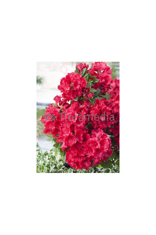 Rododendron 'Andantino' Rhododendron