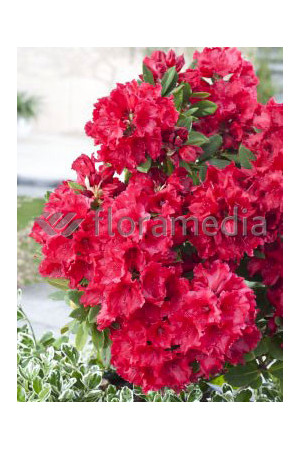 Rododendron 'Andantino' Rhododendron