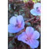 Bodziszek 'Midnight Reiter' Geranium pratense