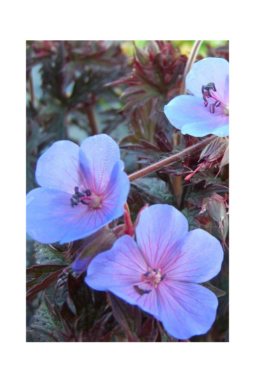 Bodziszek 'Midnight Reiter' Geranium pratense