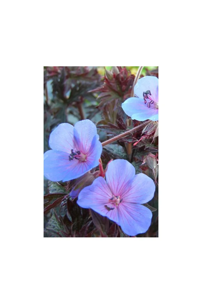 Bodziszek 'Midnight Reiter' Geranium pratense