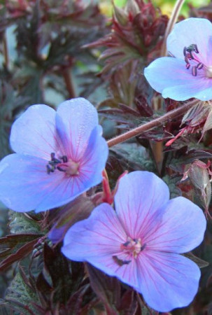 Bodziszek 'Midnight Reiter' Geranium pratense