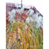 Miskant chiński 'Memory' | Miscanthus sinensis