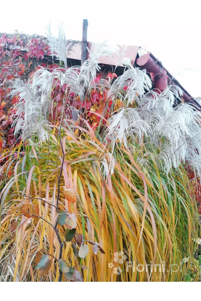 Miskant chiński 'Memory' | Miscanthus sinensis