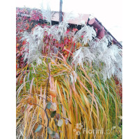Miskant chiński 'Memory' | Miscanthus sinensis