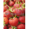 Truskawka 'Filon' Fragaria ananassa