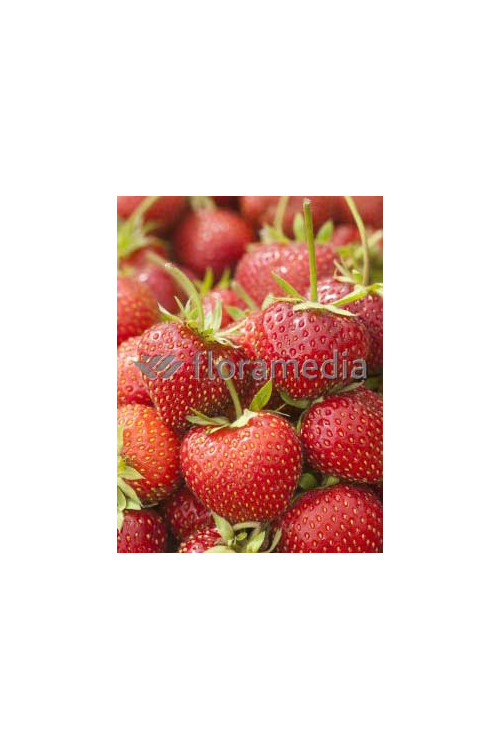 Truskawka 'Filon' Fragaria ananassa