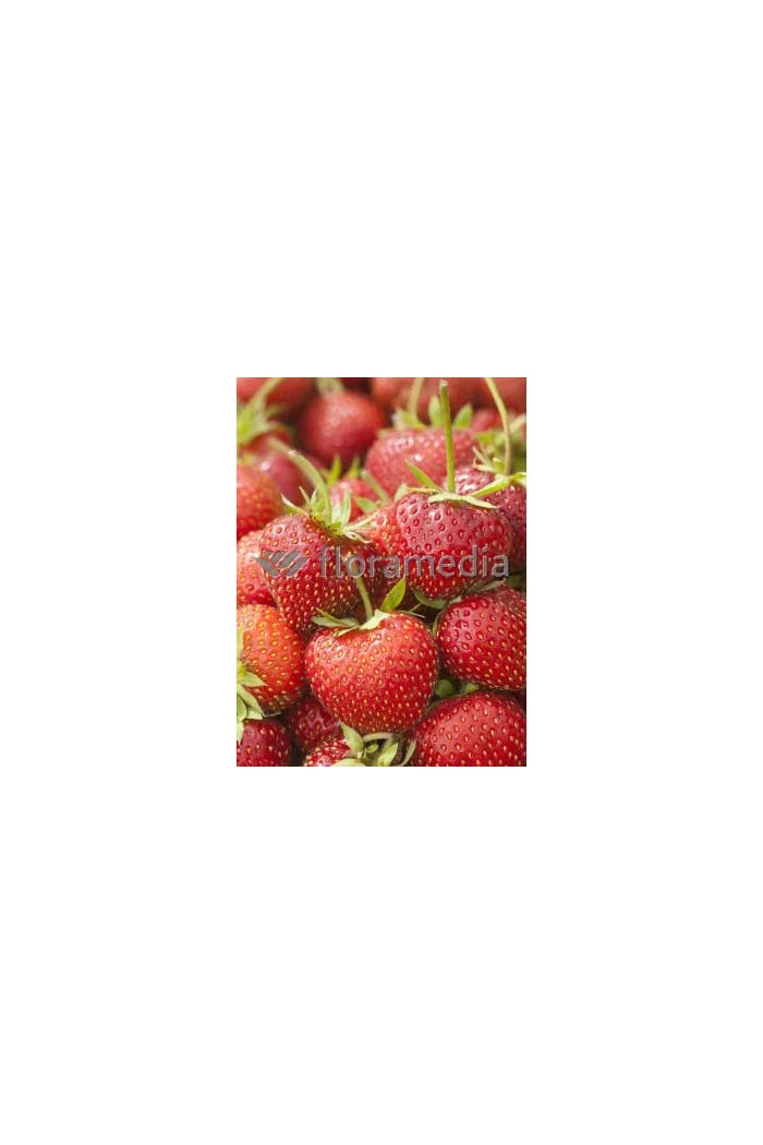 Truskawka 'Filon' Fragaria ananassa