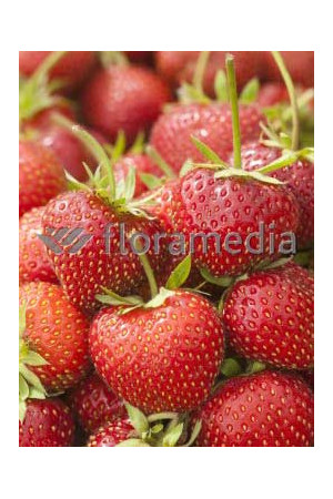 Truskawka 'Filon' Fragaria ananassa