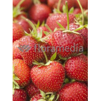 Truskawka 'Filon' Fragaria ananassa