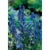 Tojad mocny Aconitum napellus