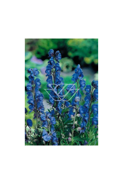 Tojad mocny Aconitum napellus