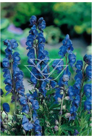 Tojad mocny Aconitum napellus