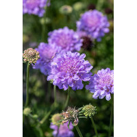 Driakiew gołębia 'Flutter™ Deep Blue' | Scabiosa columbaria