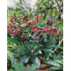 Ciemiernik orientalny 'Rote Hybriden' Helleborus orientalis
